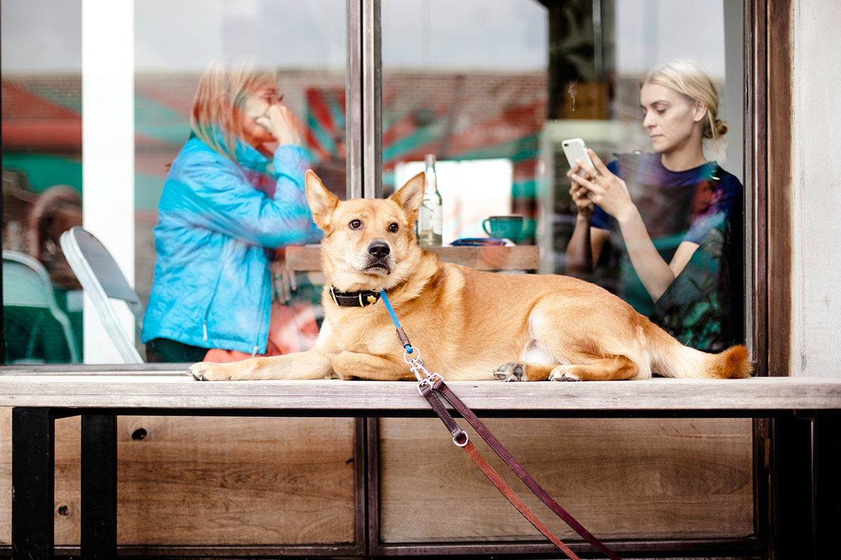 Dog friendly restaurants, cafes, and bars in Shanghai.