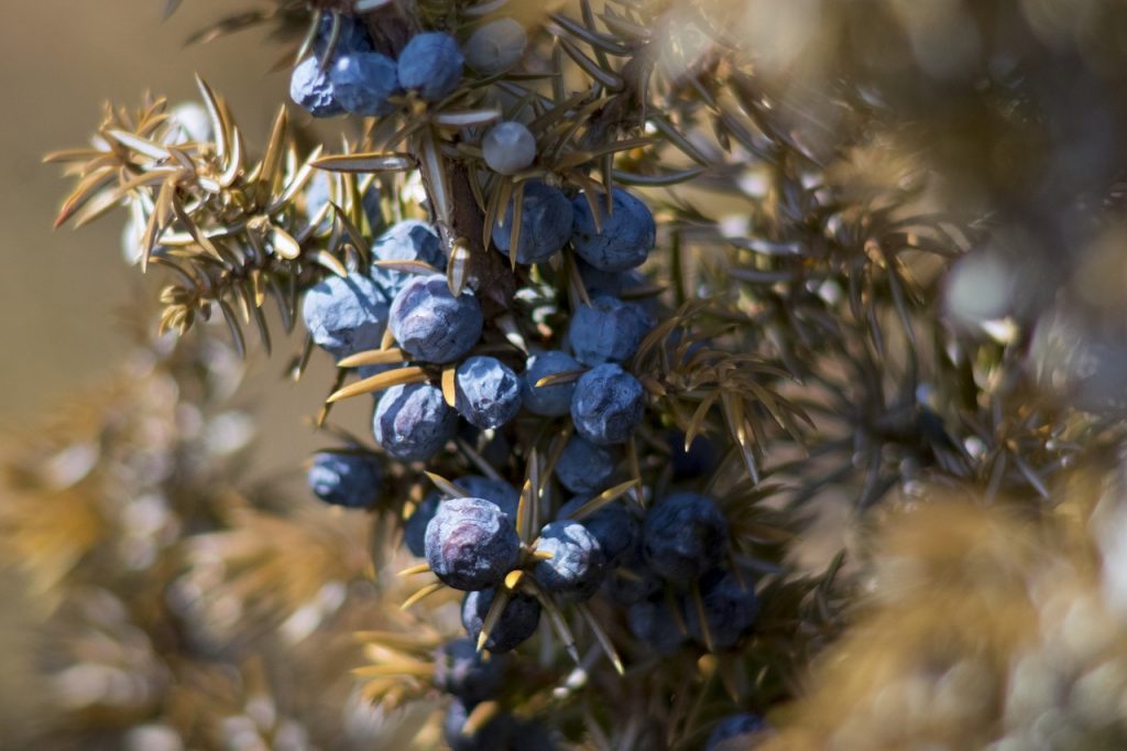 Juniper berries