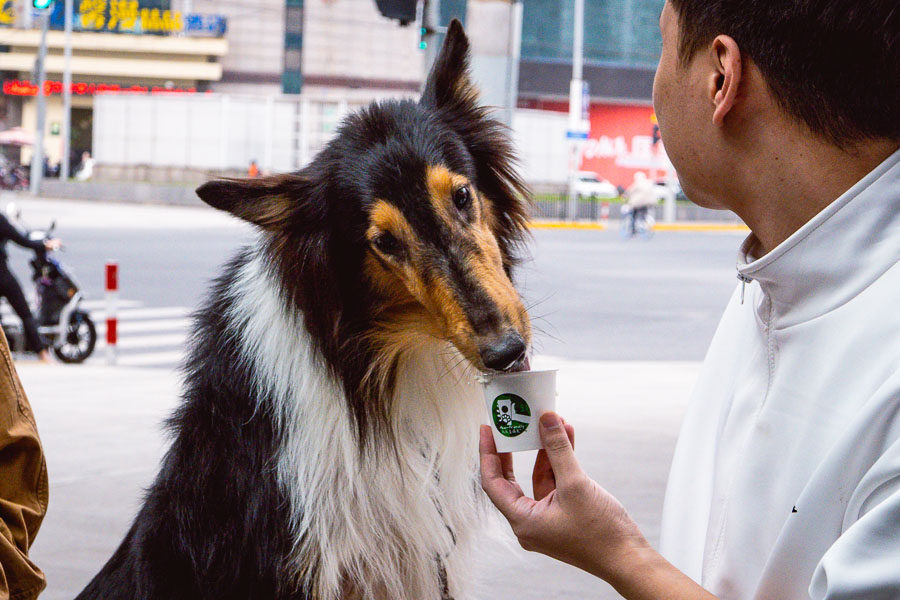 Dog-friendly Starbucks in Shanghai