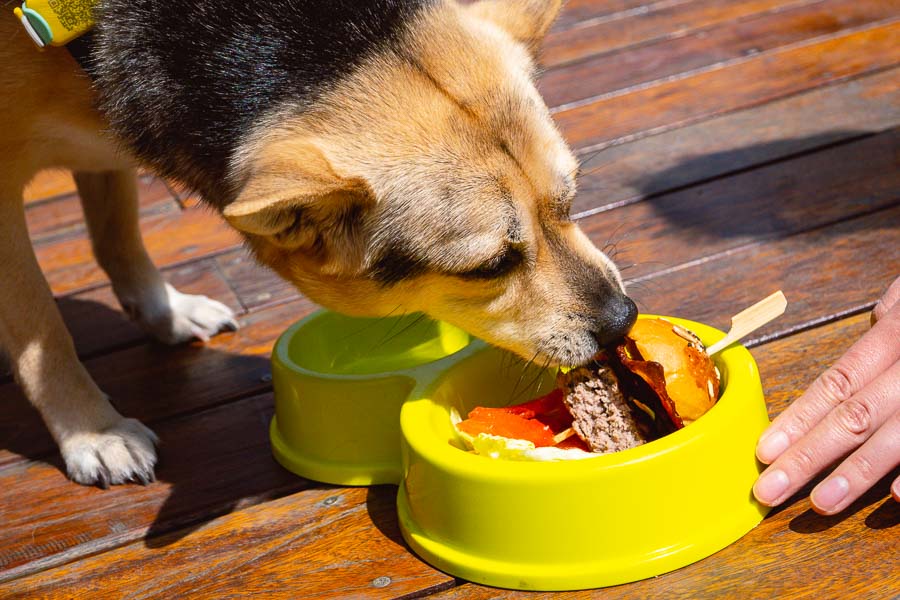Dog-friendly restaurants in Shanghai. Brunch at Fifty 8 Grill, Mandarin Oriental Shanghai. Photo by Rachel Gouk @ Nomfluence