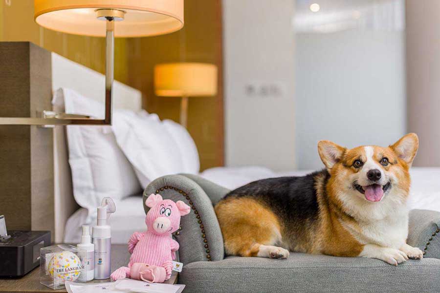 Langham Xintiandi launches dog-friendly rooms.