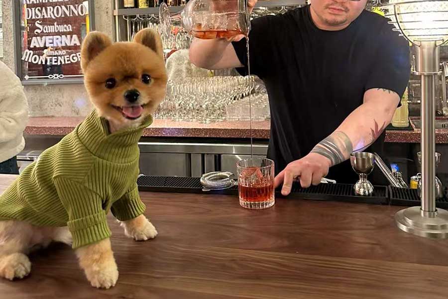 Bottega Shanghai, an Italian restaurant specializing in Neapolitan pizzas. Pet-friendly restaurant in Shanghai. Photo by Rachel Gouk @ Nomfluence