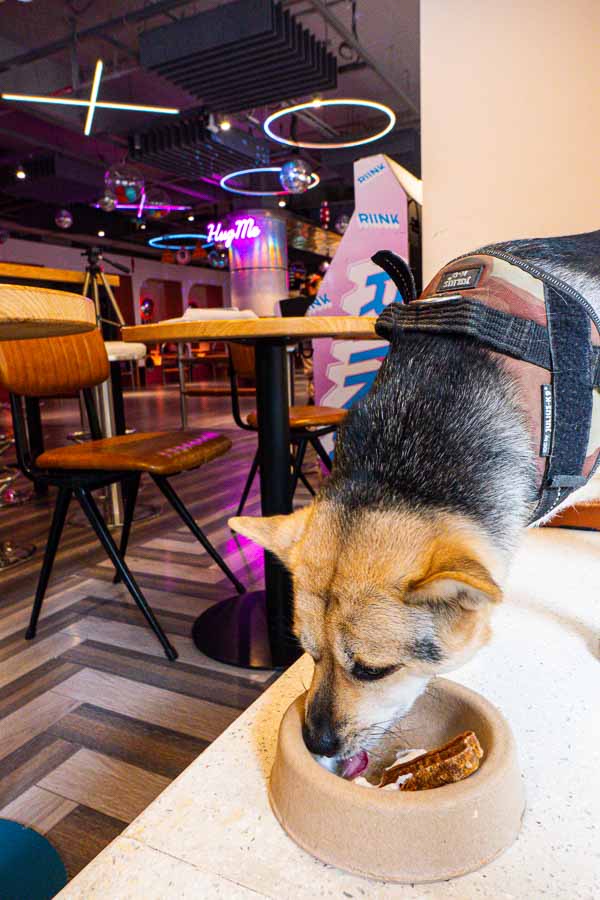 Dog-friendly venue RIINK Shanghai. Photo by Rachel Gouk @ Nomfluence